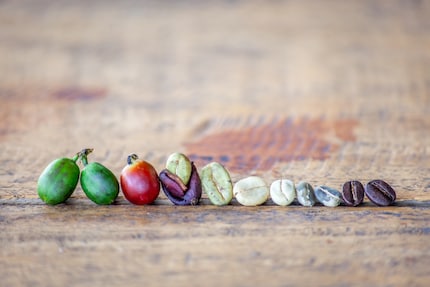 Dal chicco crudo al caffè tostato