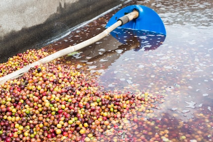 Caffè washed a mollo in acqua