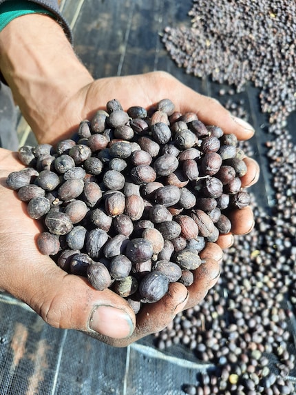 Caffè «natural» essiccato, prima di essere sbucciato