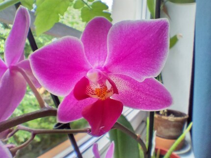 Con la fotocamera macro.