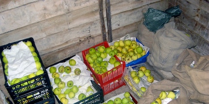 Le mele si possono conservare a lungo in cantina nelle cassette della frutta.