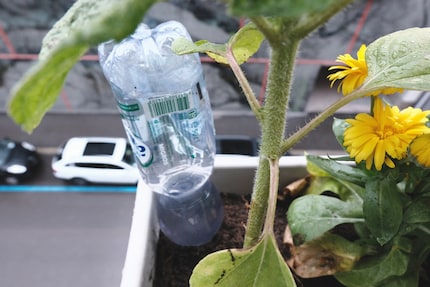 La bottiglia deve stare ben salda nel terreno o cadrà rischiando di uccidere qualcuno. Te lo dico per esperienza.