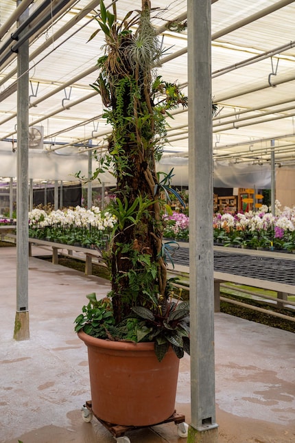 L'ispirazione per i giardini sospesi viene dalle epifite, le piante che crescono su altre piante.