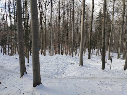 In questa parte della foresta, le biciclette vanno per la loro strada nella neve.