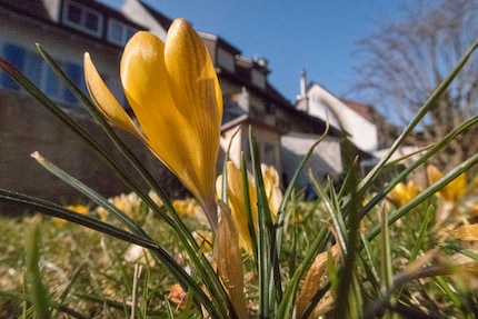 Il risveglio primaverile nel giardino e nella mia testa.