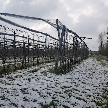 Sono i primi di aprile e anche nell’azienda di mio fratello c’è la neve.