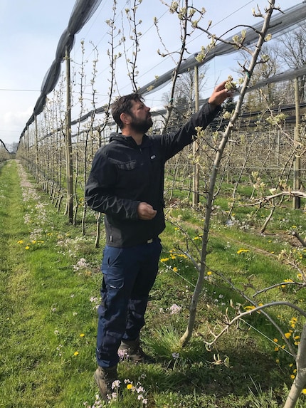 Mio fratello Pascal controlla le gemme dei suoi alberi che hanno superato la nottata di gelo.