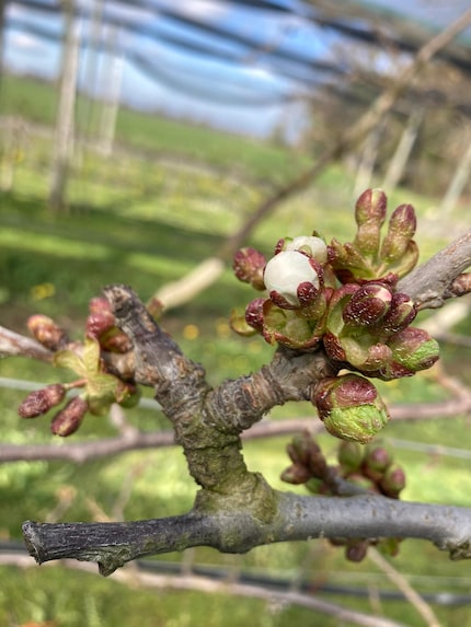A fine marzo gli alberi di ciliegie hanno già sviluppato i fiori.