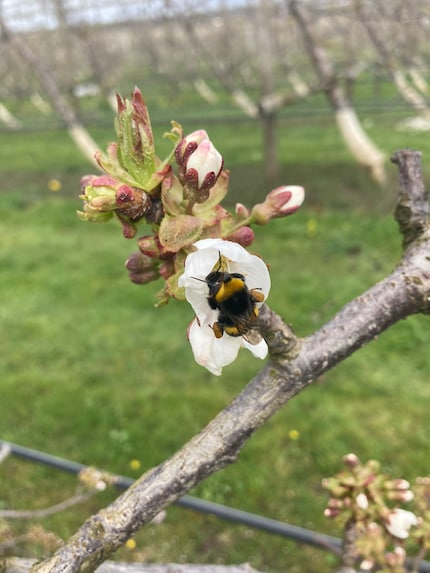 È passato solo un giorno dalla notte della gelata e i primi calabroni stanno già impollinando i fiori.