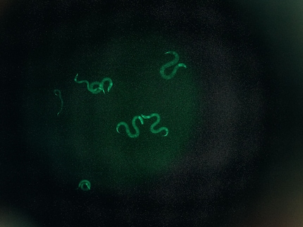 ... alcuni nematodi.