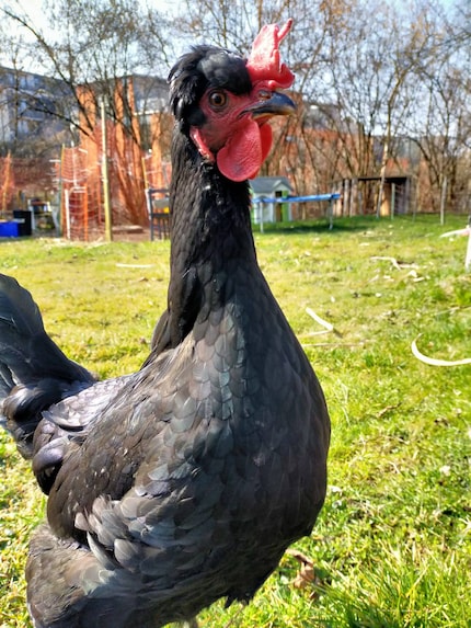 Il mio pollo svizzero.