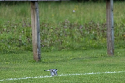 Quest'immagine deve essere ritagliata pesantemente. 400 mm, f/8, 1/3200 di secondo, ISO 6400.