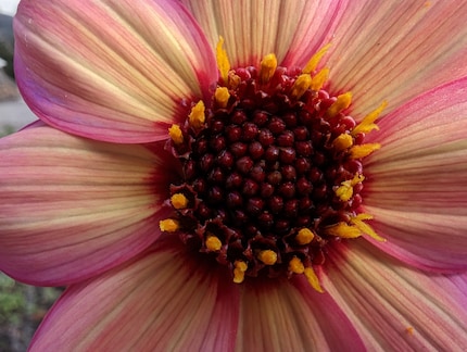 La modalità macro funziona bene per i fiori, ma anche per altri oggetti.