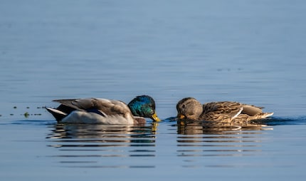 1/1600 di secondo, 800 ISO, f/8, 600 mm.