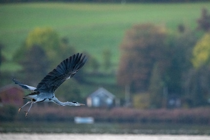 1/4000 di secondo, 6400 ISO, f/8, 600 mm.