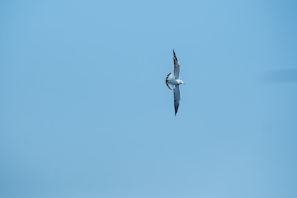 1/5000 di secondo, 1250 ISO, f/7,1, 391 mm.