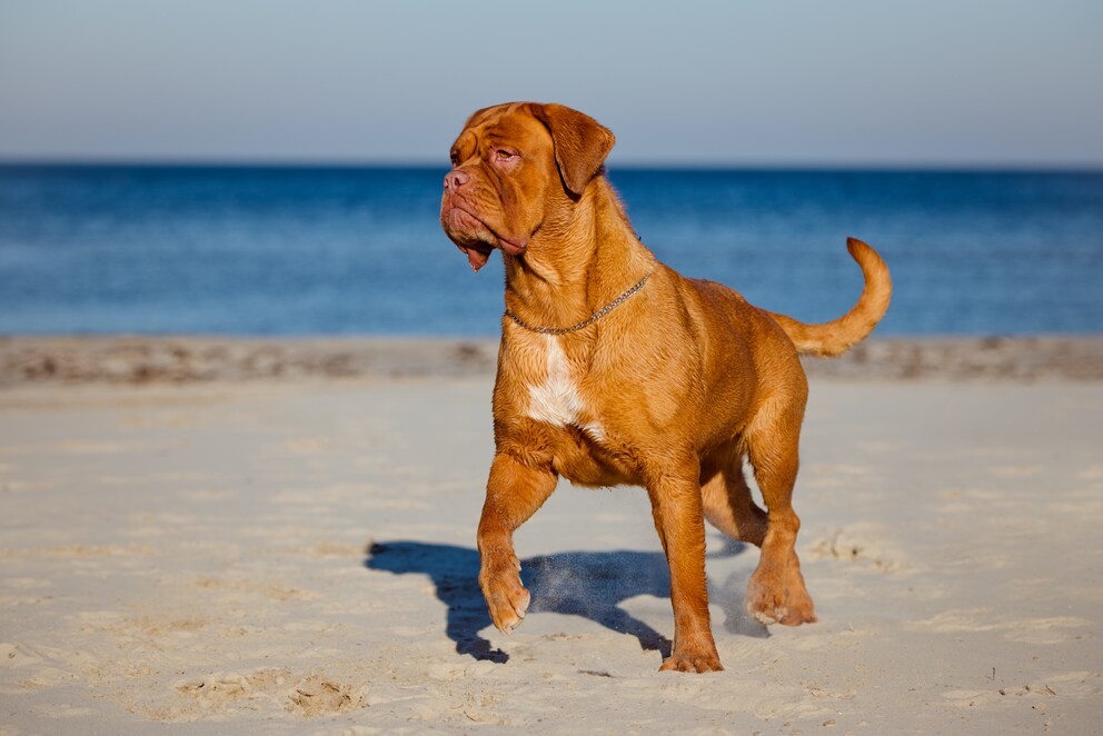 A dog? Alrighty, but then it’s gotta be a Dogue de Bordeaux. Aren’t they just the cutest little doggos?!