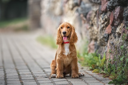 I Cocker Spaniel sembrano carini, ma il mio era particolarmente nervoso.