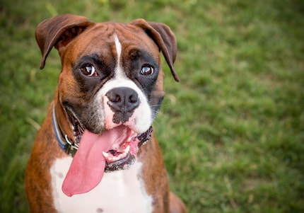 Ok, un Boxer forse lo accetterei.