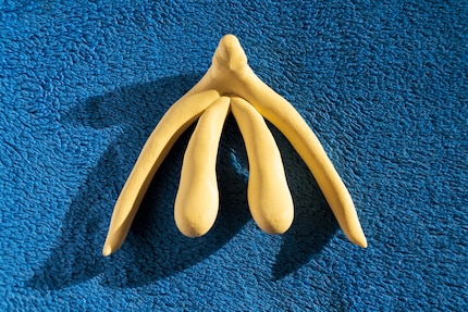 Sapresti disegnare un clitoride in modo più o meno corretto? Ne sarebbe uscito questo organo? Questo è il clitoride.