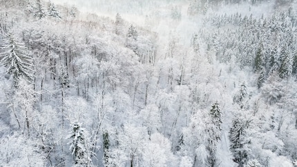 La mia area di prova: il bosco invernale di Winterthur, filmato con il DJI Mavic 3 Classic.