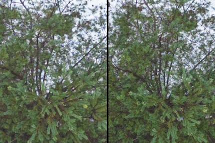 Con un forte ingrandimento si vede la risoluzione migliore della modalità 48 megapixel del Mini 3 Pro (a destra). Ma sicuramente non è quattro volte migliore.