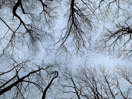 Anche senza foglie, nella stagione più grigia dell’anno gli alberi sono sempre un’immagine suggestiva.