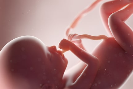Nel grembo materno, il bebè si succhia il pollice e gioca con il cordone ombelicale.