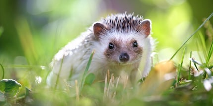 The African white-bellied hedgehog is so cute.