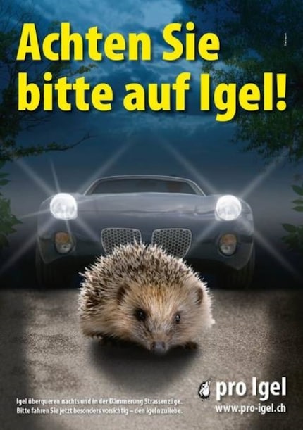 Posters are also used to promote hedgehog safety.