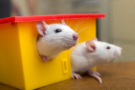 I roditori possono essere animali da compagnia adatti ai bambini. A proposito: non dovrebbero mai essere tenuti da soli perché sono animali molto sociali.