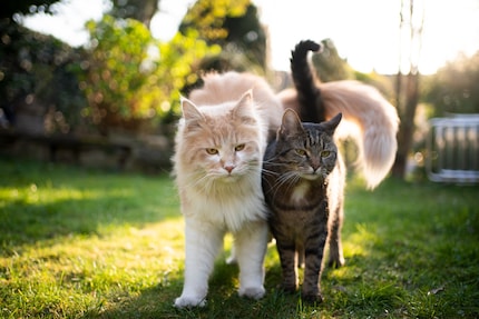 La maggioranza delle persone di mezza età ha degli animali domestici.