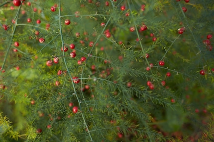 Attenzione: le piccole bacche rosso vivo della pianta di asparago sono leggermente tossiche.