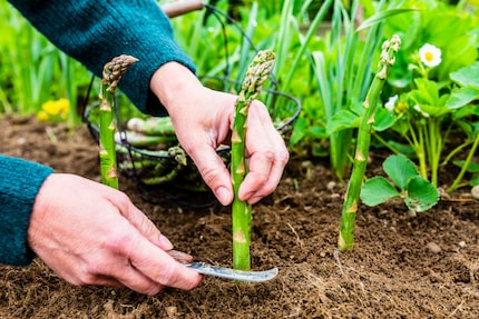 Raccolta manuale e laboriosa: l'asparago verde viene tagliato, quello bianco cimato.