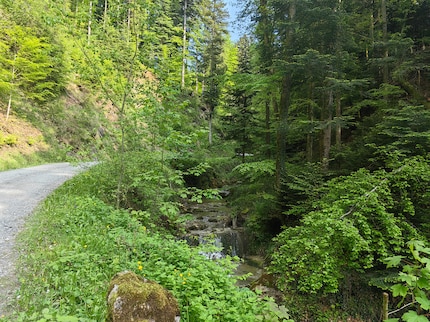 La foresta viene ripresa perfettamente dalla fotocamera principale, ma è eccessivamente nitida.