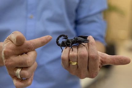With his imposing pincers, this scorpion looks like a real muscleman.
