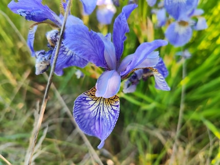 Macro shot taken with the Xiaomi 13 Lite.