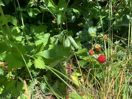 Se hai a disposizione un po' di spazio all'aperto, puoi utilizzare anche la varietà mini della fragolina di bosco, originaria della nostra regione. Dopo aver piantato alcune piante nel mio giardino qualche anno fa, le piccole bacche hanno continuato a diffondersi allegramente da sole. Oggi posso raccogliere i frutti per settimane, senza usare inquinanti e senza grandi sforzi.