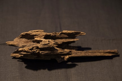 Il legno di aquilaria, chiamato anche legno di Agarh o Agarwood.