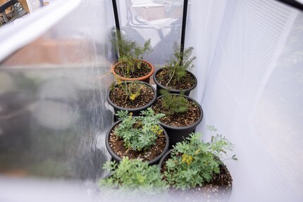 Potted food plants can be placed inside the aerarium...
