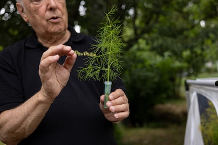 ... as well as individual branches in containers of water.