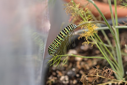 The caterpillar will quickly gain weight. You may need to add in a second food plant.