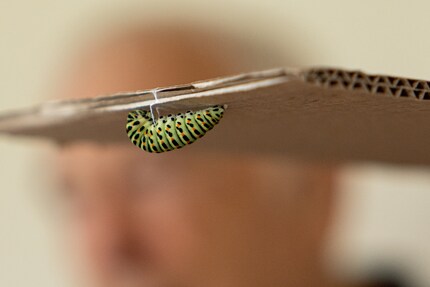 When the caterpillar is about five centimetres long, it’ll pupate.