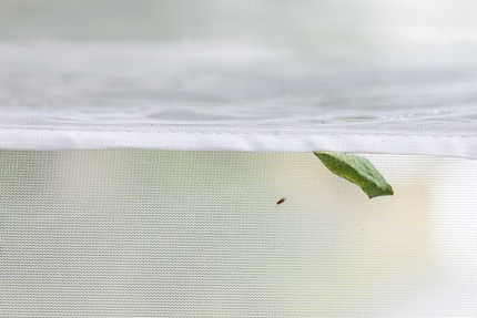 The pupa in Marc de Roche’s aerarium is brightly coloured with yellow dots. The butterfly will hatch in July.