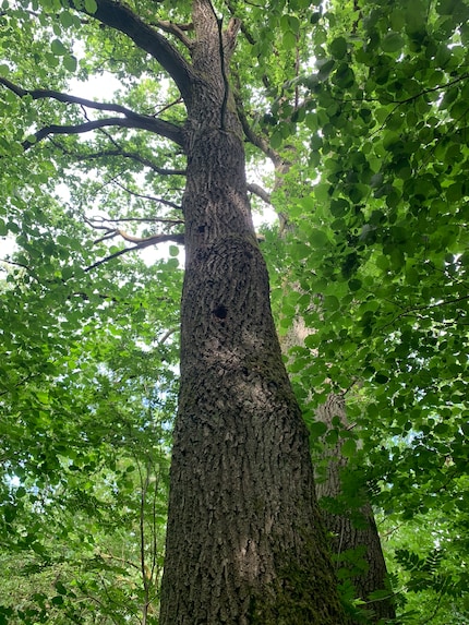 Il mio albero preferito: mi metto comoda e lascio che il bosco faccia effetto su di me.