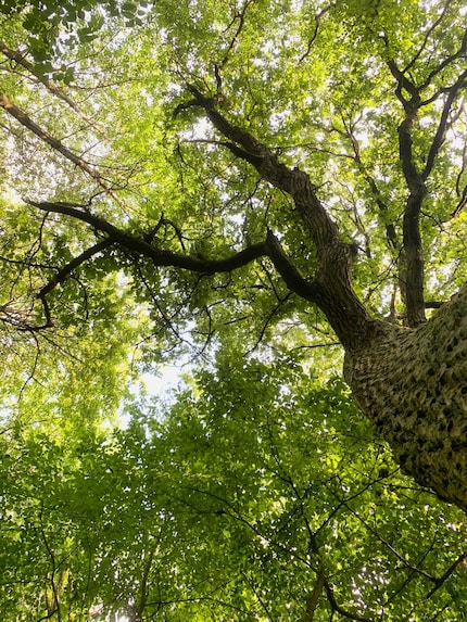 Tra tanti giovani alberi, c’è anche qualche vecchio gigante che svetta in alto.