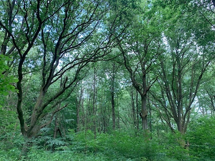L’esperienza immersiva nel bosco mi ha dato una grande gioia e sono sicura che tornerò presto in quel mare di foglie verdi.