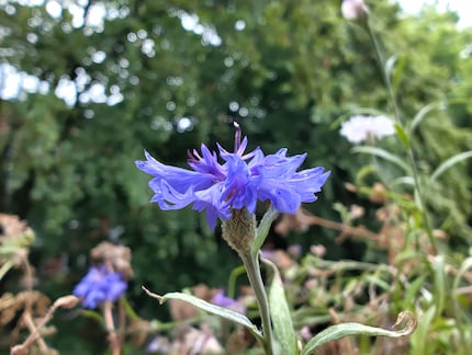 Con la modalità macro è possibile avvicinarsi, ad esempio, ai fiori.