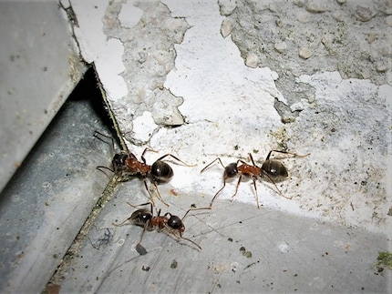 Le Lasius emarginatus si riconoscono dal corpo bicolore.