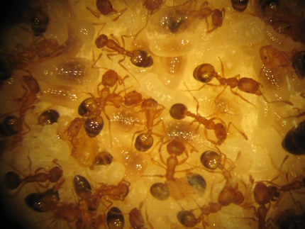 La veste delle formiche faraone è di colore ambra reale o oro.